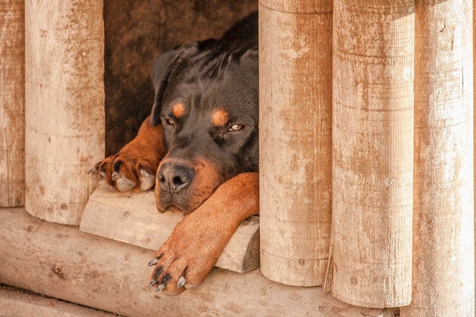 A kutyaház építésénél figyelembe kell venni a benne lakó állat igényeit.