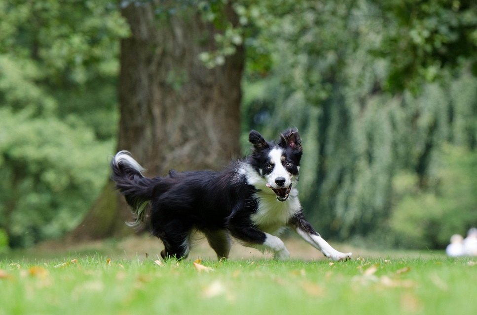 A border collie közepes méretű kutya, amely engedelmes, okos és együttműködő.
