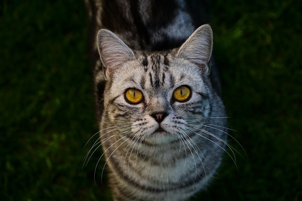 A legfontosabb információk a brit rövidszőrű macskafajta jellemzőiről, táplálkozásáról, gondozásáról és egészségéről.