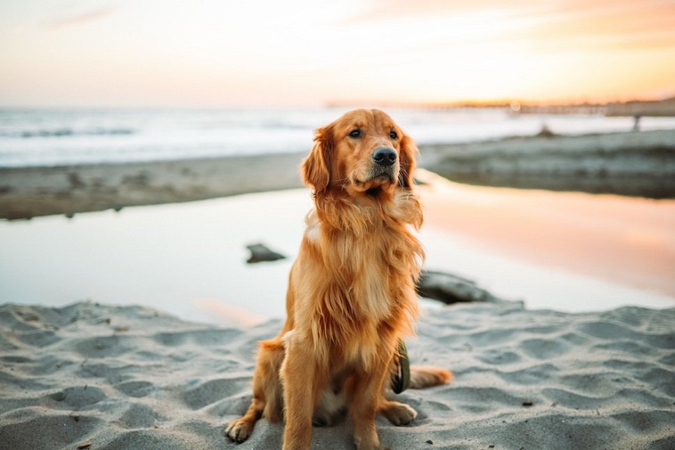 Széles körben ismertek, mint ideális kutyák gyermekes otthonokba, a goldenek nagyszívű kutyák, amelyek nem hajlamosak az agresszióra.