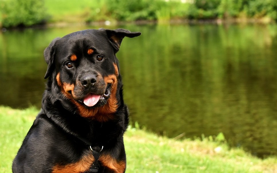 A rottweiler egy fekete színű, rozsdás jegyekkel tarkított kutya.