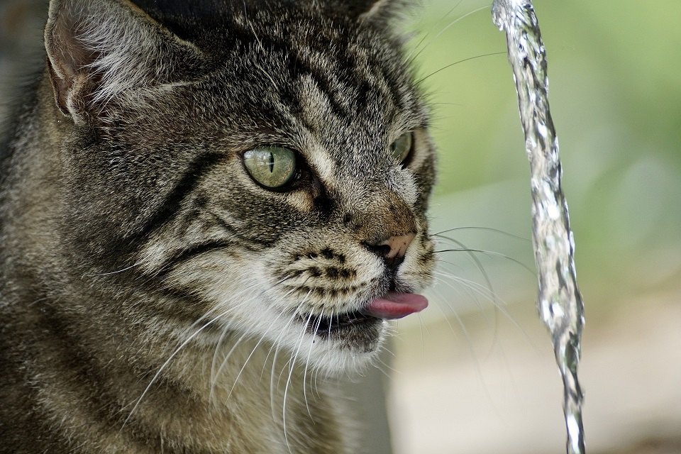 Itatókút macskáknak – a legjobb megoldás a szomjazó állatoknak?