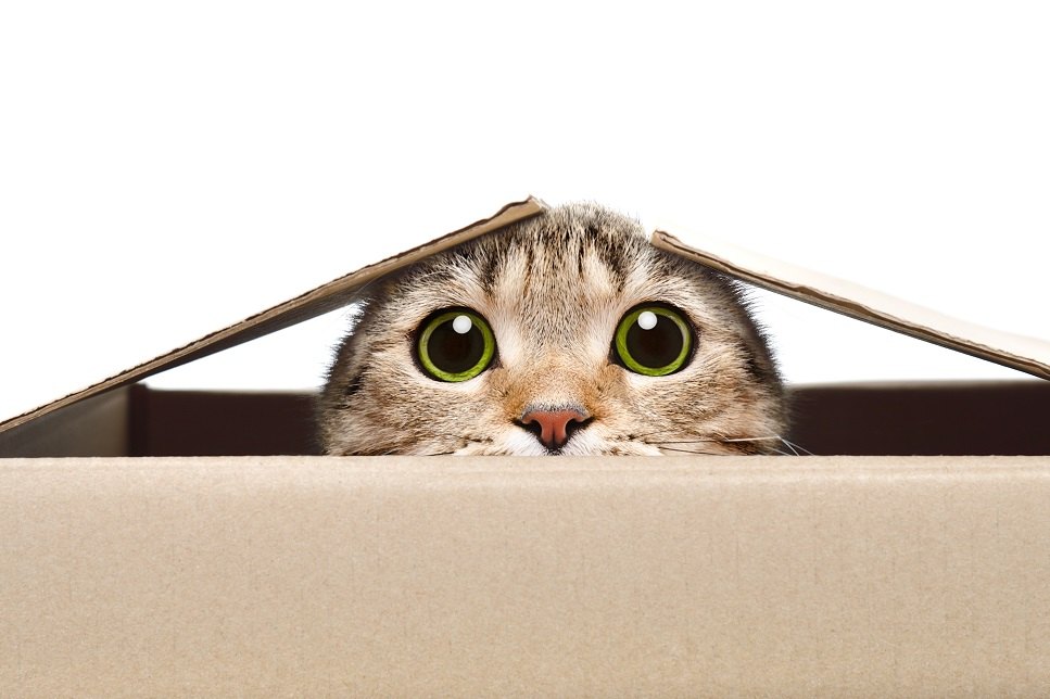 Mekkora legyen a macska alomtálcája, hol legyen, és milyen gyakran kell kitakarítani?