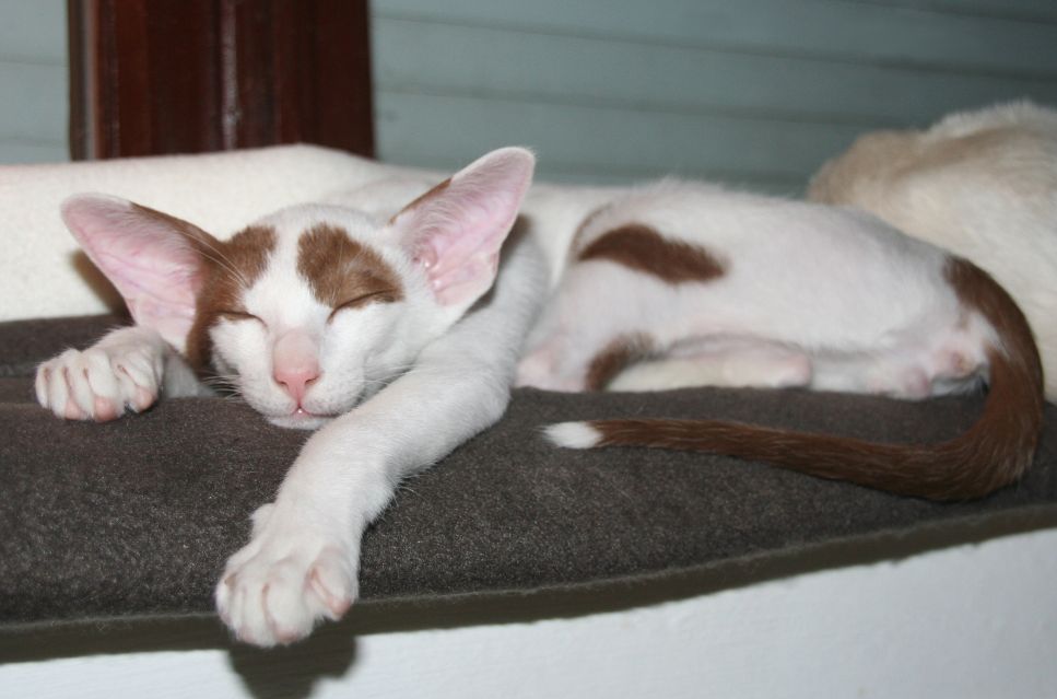 A peterbald macska egy nagyon fiatal, csupasz vagy nagyon rövid szőrű fajta.