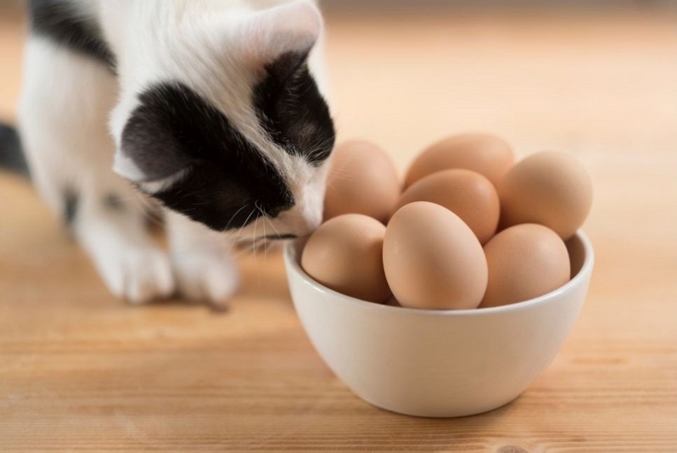 Adhatunk-e tojást a macskának?