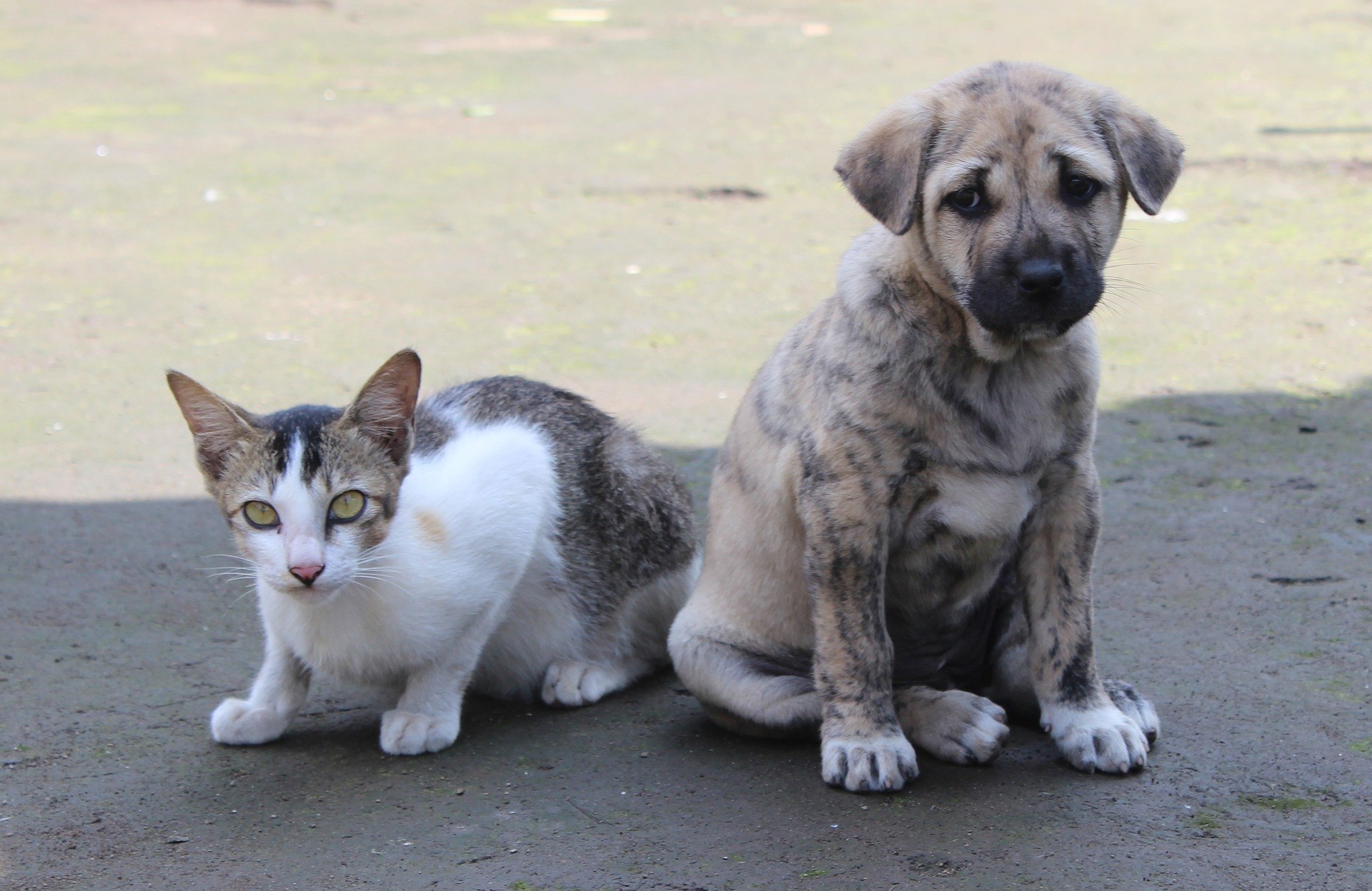 IBD (gyulladásos bélbetegség) kutyáknál és macskáknál.