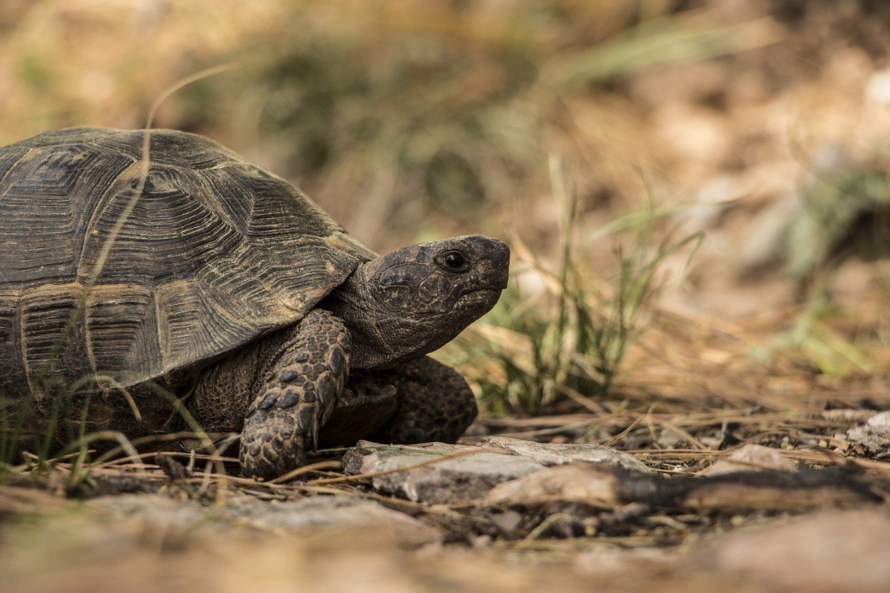 Hogyan kell gondoskodni egy szárazföldi teknősről?