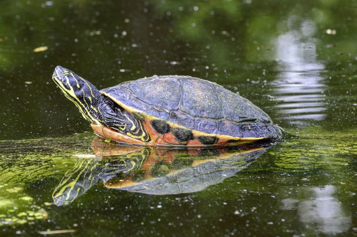 Sárgafülű és vörösfülű ékszerteknős, mocsári teknős – tudja meg, mik a legnépszerűbb vízi teknősök igényei.