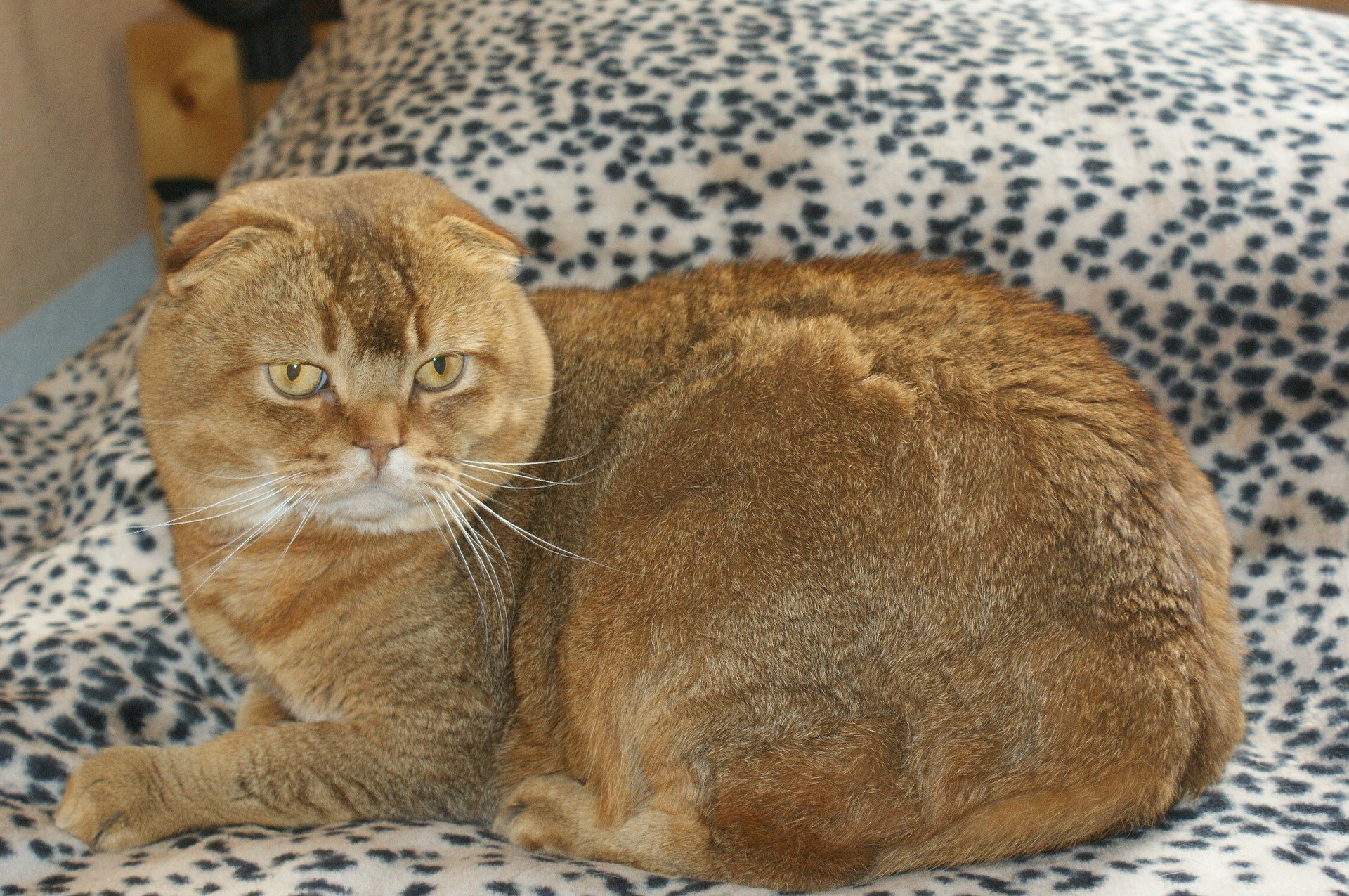 A skót lógófülű egy közepes méretű macska, és szokatlan formájú fülekkel rendelkezik, amik kicsik, kerekdedek és egymástól viszonylag távol állnak.