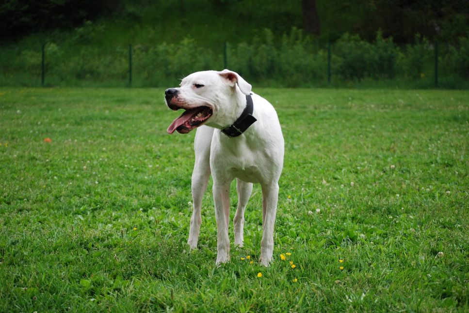 Argentin dog - a legfontosabb információk a fajtáról - A kutyák enciklopédiája