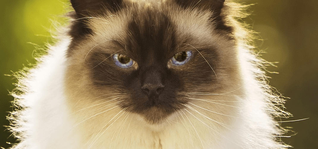 A macskák enciklopédiája: a Ragdoll macska. A ragdollok a legaranyosabb macskák a világon?