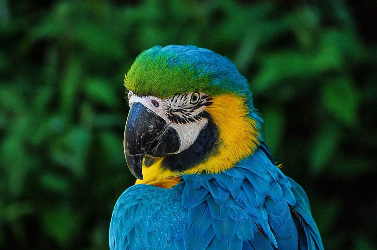 A papagájok vedlése és rendellenességei.
