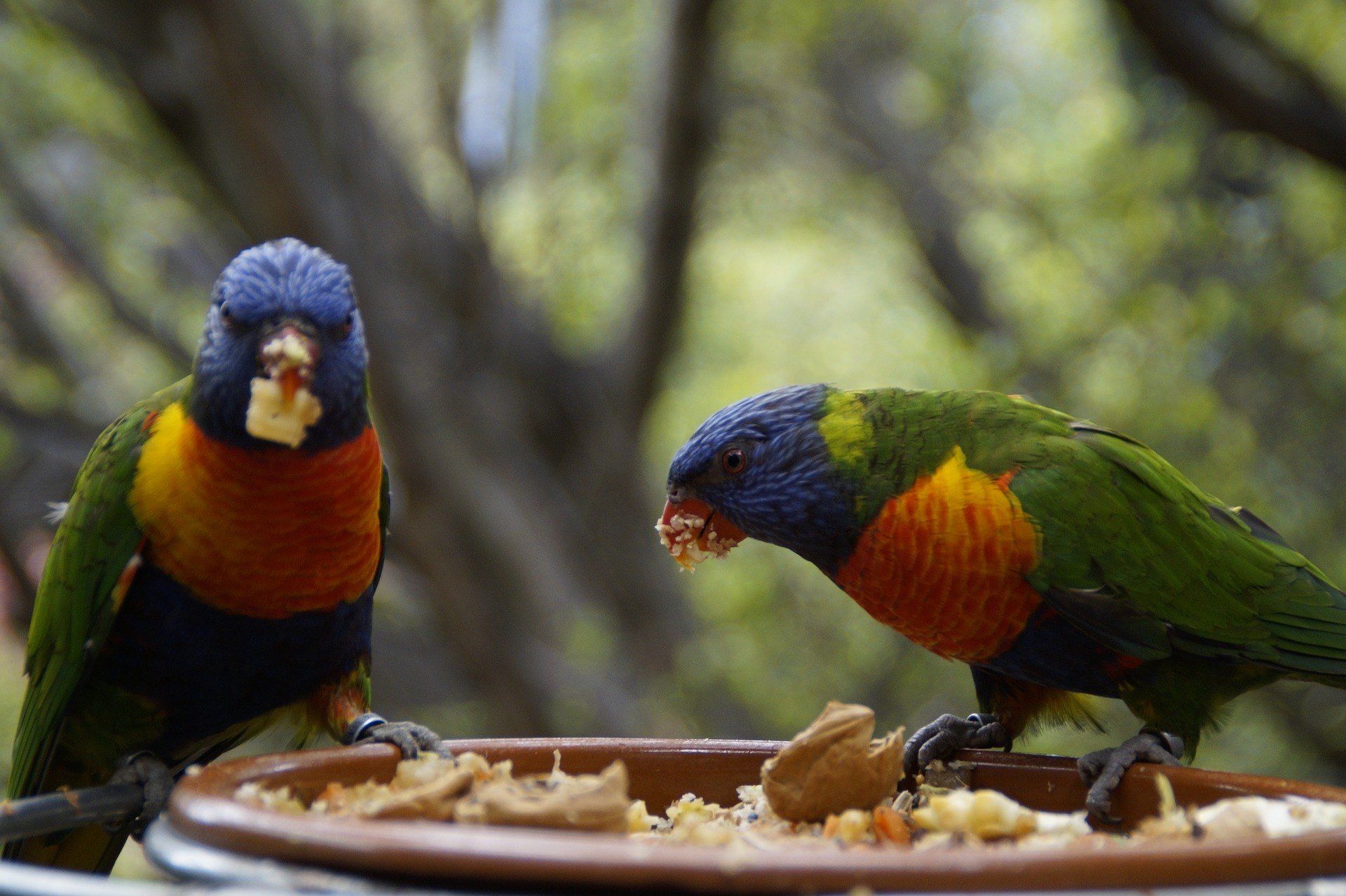 Egy papagáj számára a ketrec gyakran nem elegendő hely; itt hasznosnak bizonyul egy madárvolier.