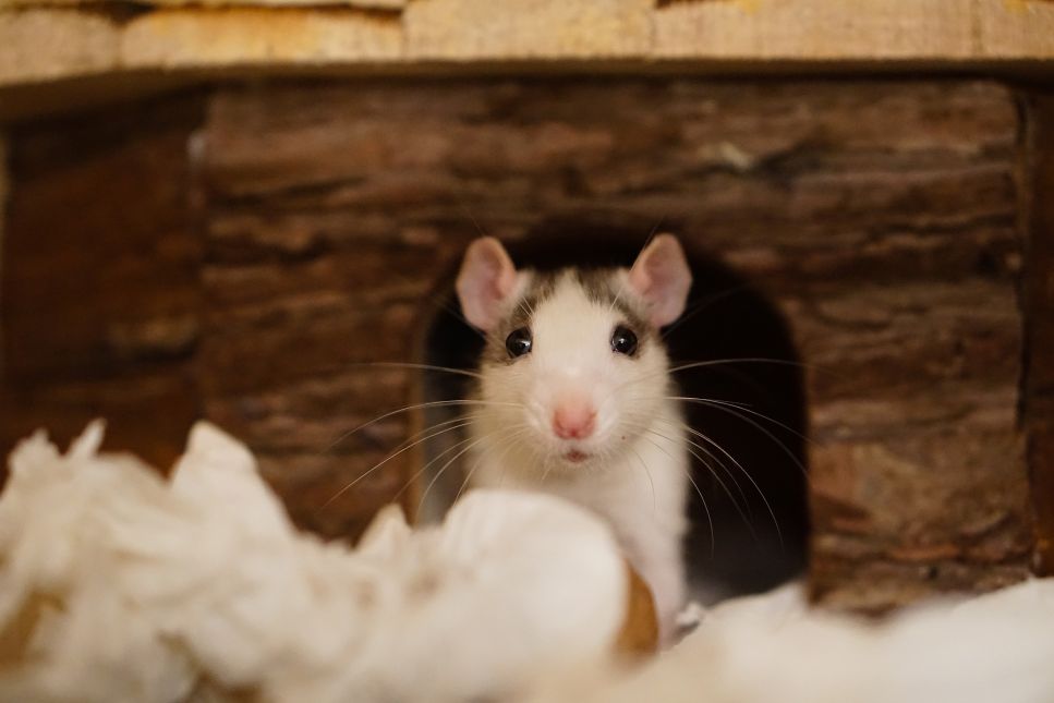 Ha patkányt szeretnél vásárolni, olvasd el a cikket, és tudd meg, hogyan kell gondoskodni egy patkányról, meddig él egy patkány, és miért olyan nagyszerű rágcsáló!