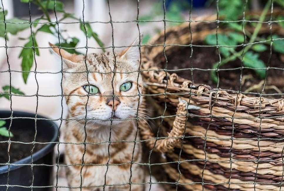 A macska voliera biztonságosnak és a macska igényeinek megfelelőnek kell lennie.
