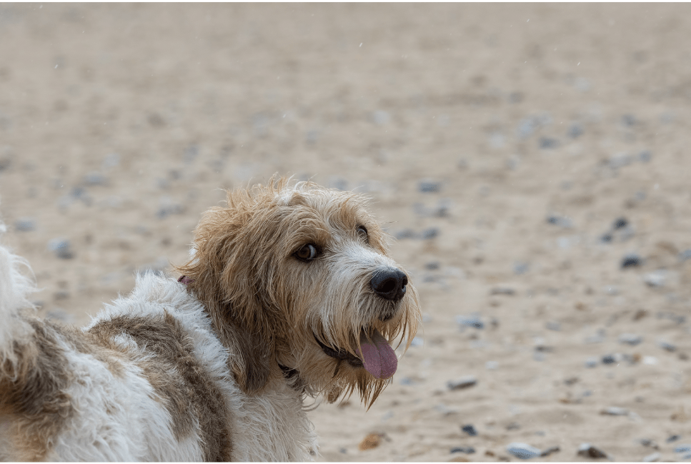 Mi az a grand basset griffon vendeen?