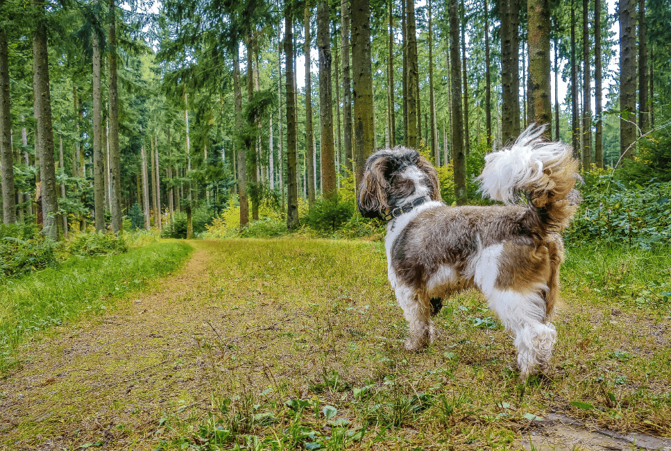 Mi a legkisebb vendéai basset?