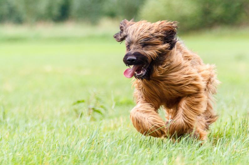 Mi jellemzi ezt a francia briard fajtát?