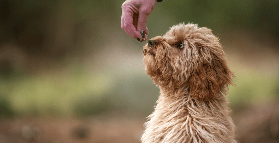 Cavoodle (Cavapoo) - egy népszerű hibrid kutyafajta