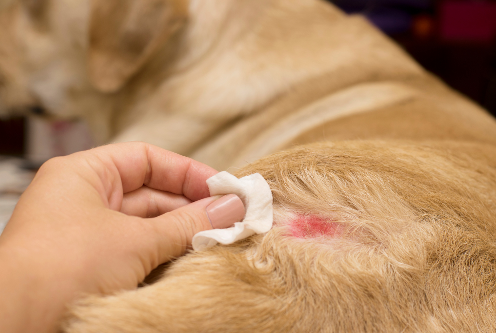 Atópiás dermatitis diagnosztizálása és kezelése kutyáknál