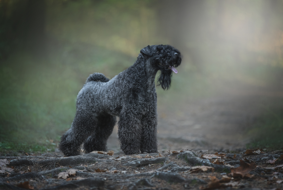 A kerry blue terrier jellemzői, egészségügyi állapot és története.