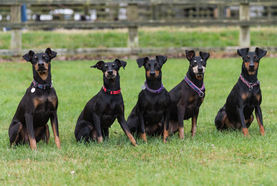 A manchester terrier kutyák jellemzői és igényei.