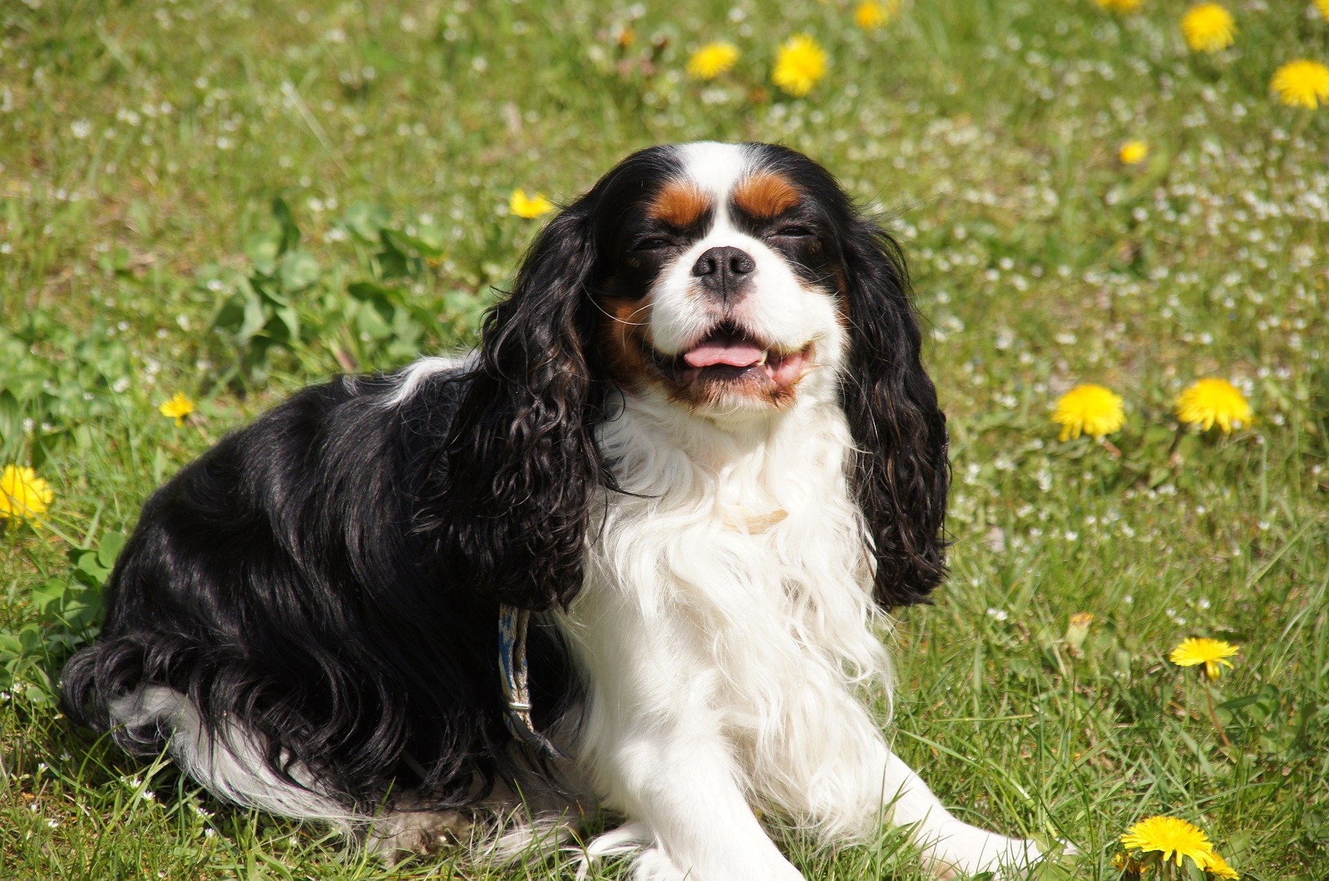 Kutyák enciklopédiája: Cavalier King Charles spániel. Milyenek a cavalier spánielek?