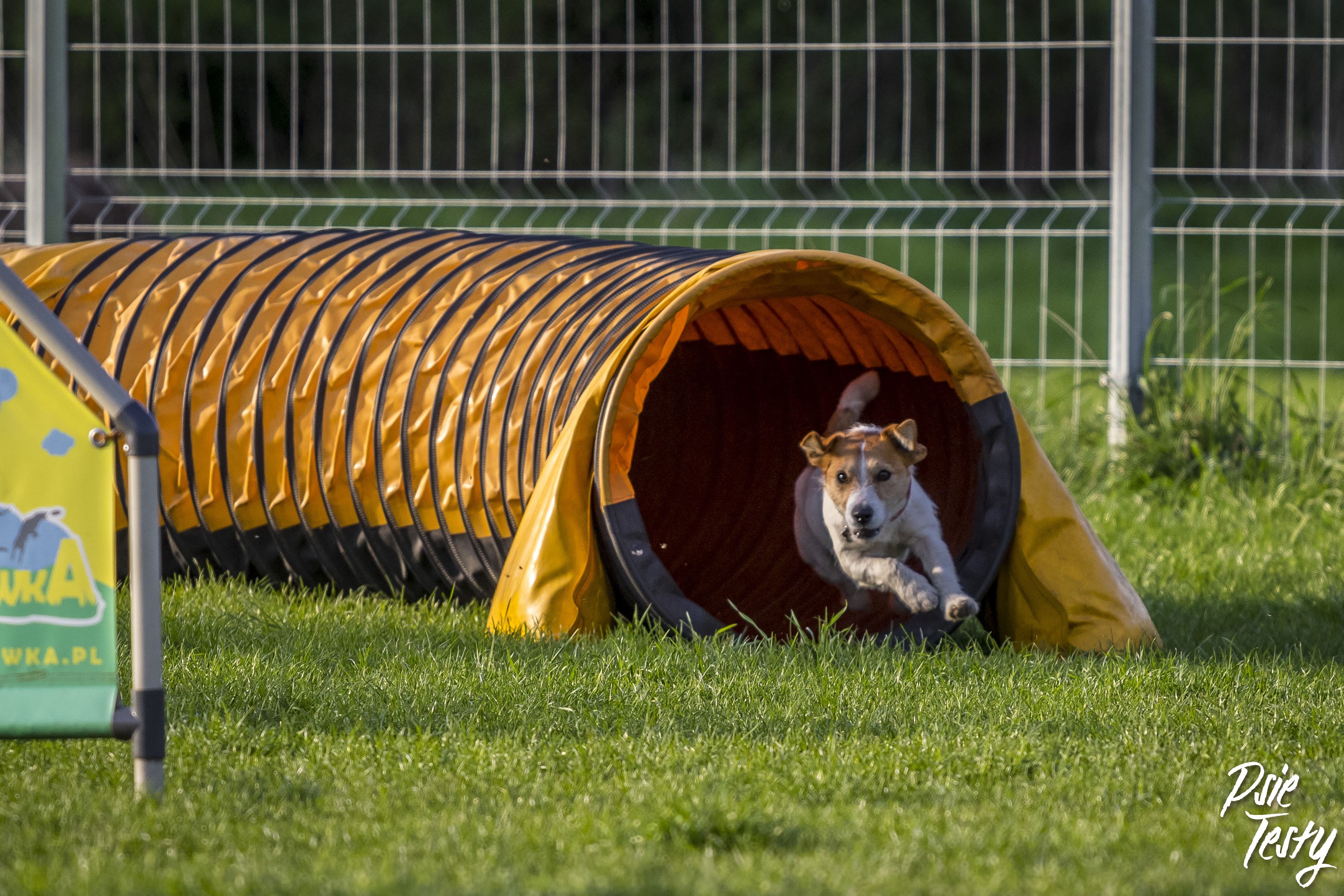 Kutyás sportok, hogyan lehet aktívvá tenni a kutyádat?