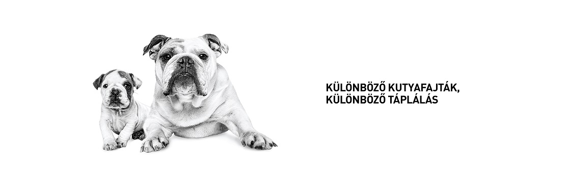 ROYAL CANIN BULLDOG ADULT - Angol Bulldog felnőtt kutya száraz táp