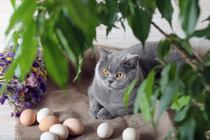 Macska és nyers tojás.