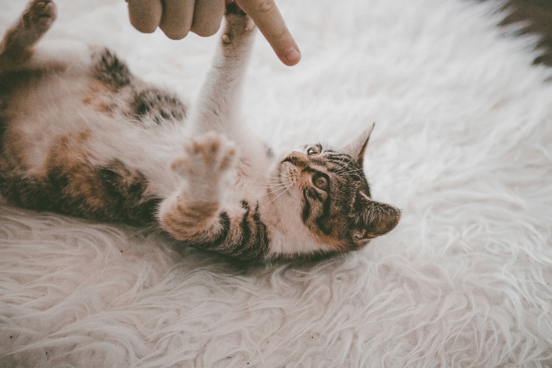 A macskák főként akkor nyávognak, amikor emberekkel érintkeznek. Más állatokkal szemben inkább más jeleket használnak a nyávogás helyett.