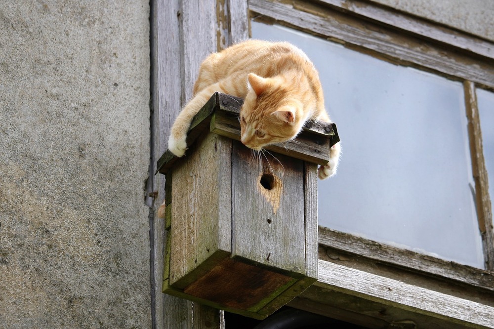 A macska nem esik a négy mancsára. Védje az ablakokat és az erkélyeket hálókkal.