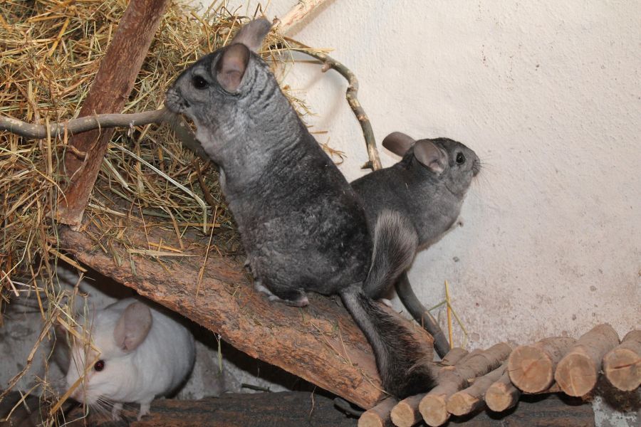 A csincsilla ketrecből nem hiányozhatnak a játékok és a faelemek.