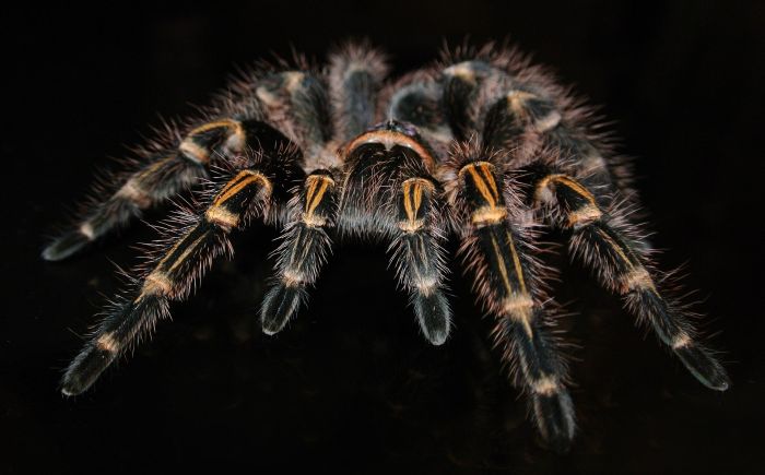 Tarantula látható testszőrzettel fekete alapon.
