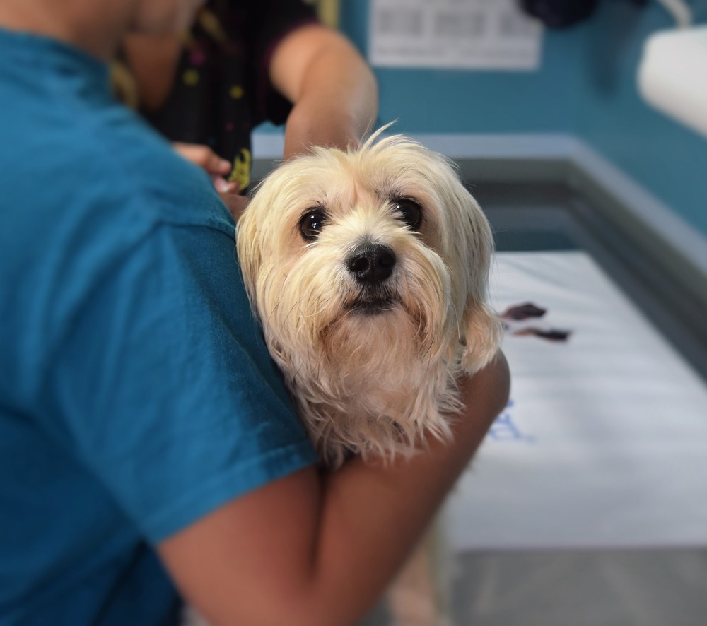 Egy kutya az állatorvosi vizsgálat során.