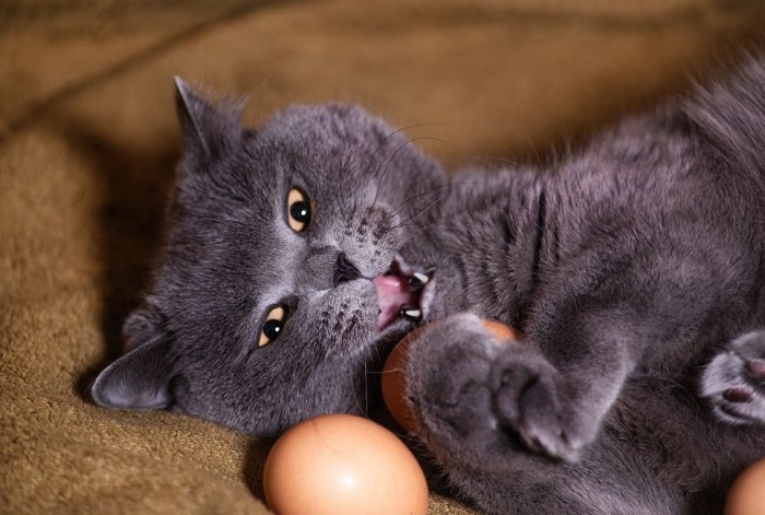 A macska megeszik egy tojást.