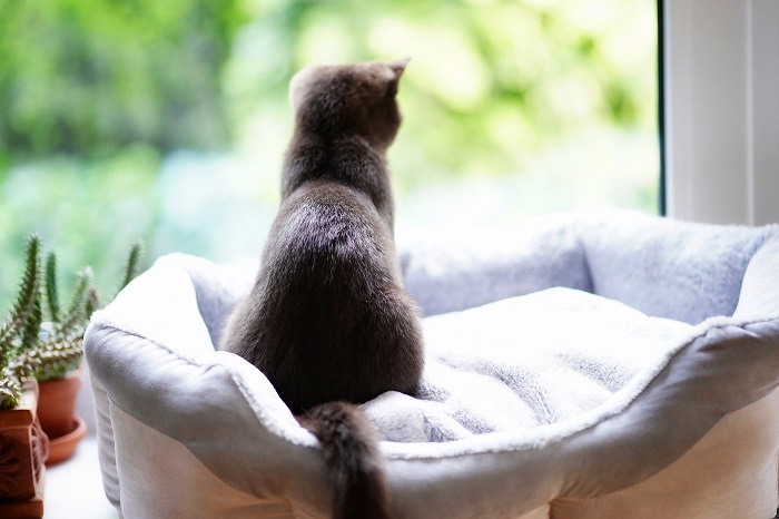 A macska hányása gyakran az úgynevezett "szösz" tünete, amely olyan állapot, amikor a macska emésztőrendszerében szőrgombócokba gyűlik a WC-használat során lenyelt szőr, és a macska, hogy megpróbálja kiűzni őket, hányni kezd - kezdetben étellel vagy nyállal, majd szöszökkel.
