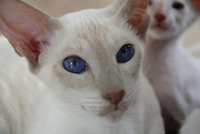 Kékszemű peterbald macska.