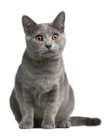 FITMIN Cat Purity Senior 1,5 kg