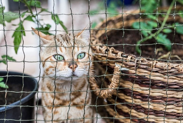 A macska voliera biztonságosnak és a macska igényeinek megfelelőnek kell lennie.