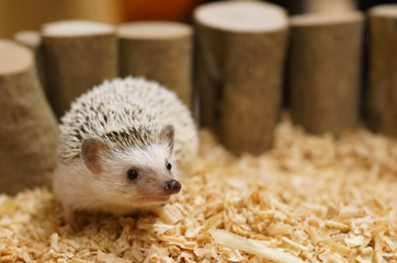 Hogyan kell gondozni a pigmej sündisznót?