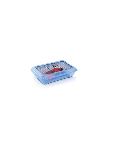 Ninfea mini terrarium