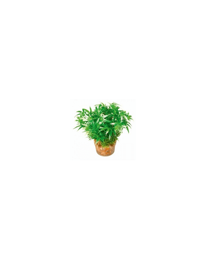 ZOLUX Kis növény 1 készletből