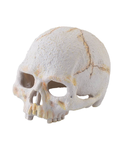 EXOTERRA Rejtekhely emberi koponya, kicsi
