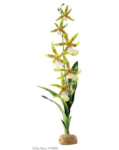 EXOTERRA Műnövény  – Orchidea Spider Orchid