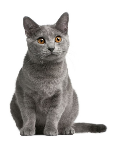 FITMIN Cat Purity Indoor 1,5 kg