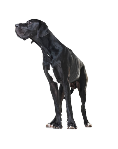 FITMIN Dog solution lamb-rice - 13 kg