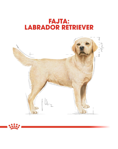 ROYAL CANIN LABRADOR ADULT - Labrador Retriever felnőtt kutya száraz táp 12 kg