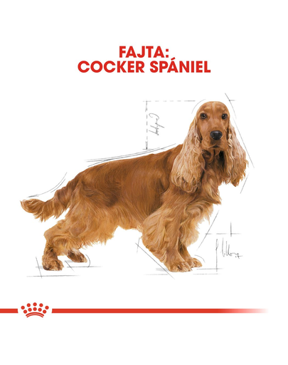 ROYAL CANIN COCKER ADULT - Cocker Spániel felnőtt kutya száraz táp 12 kg
