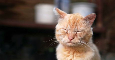 A sarna felina é uma doença grave da pele causada por parasitas.